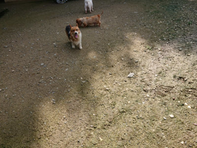 f:id:roukenhome-ann:20190724131149j:plain f:id:roukenhome-ann:20190724131149j:plain