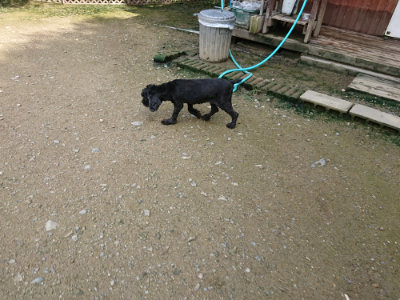 f:id:roukenhome-ann:20190724131211j:plain f:id:roukenhome-ann:20190724131211j:plain