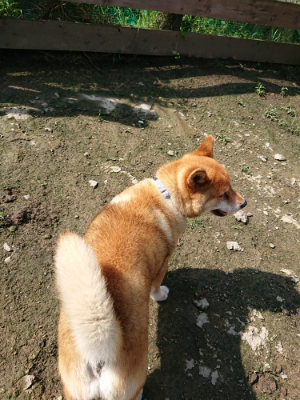 f:id:roukenhome-ann:20190724131221j:plain f:id:roukenhome-ann:20190724131221j:plain