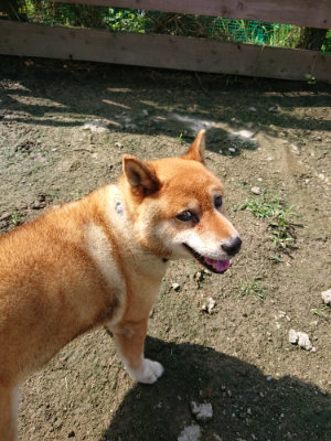 f:id:roukenhome-ann:20190724131227j:plain f:id:roukenhome-ann:20190724131227j:plain