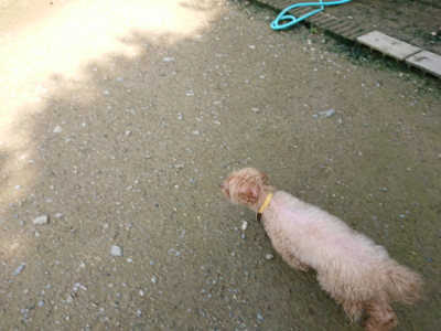 f:id:roukenhome-ann:20190724131330j:plain f:id:roukenhome-ann:20190724131330j:plain