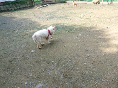 f:id:roukenhome-ann:20190724131431j:plain f:id:roukenhome-ann:20190724131431j:plain