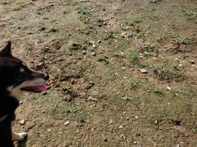 f:id:roukenhome-ann:20190724131435j:plain f:id:roukenhome-ann:20190724131435j:plain