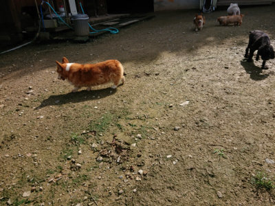 f:id:roukenhome-ann:20190724131517j:plain f:id:roukenhome-ann:20190724131517j:plain