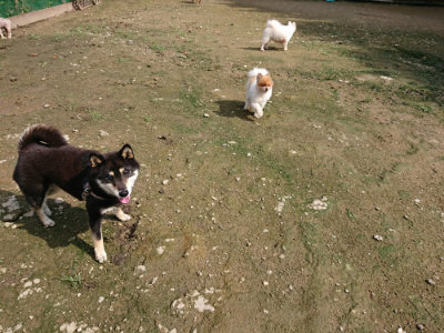 f:id:roukenhome-ann:20190724131538j:plain f:id:roukenhome-ann:20190724131538j:plain