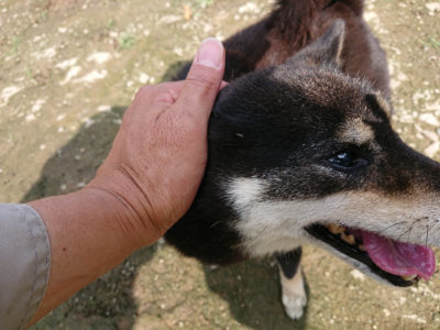 f:id:roukenhome-ann:20190724131633j:plain f:id:roukenhome-ann:20190724131633j:plain