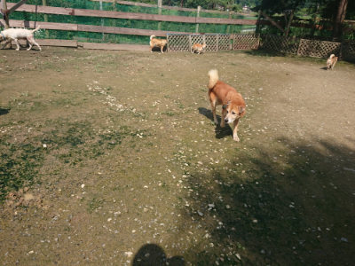 f:id:roukenhome-ann:20190724131648j:plain f:id:roukenhome-ann:20190724131648j:plain