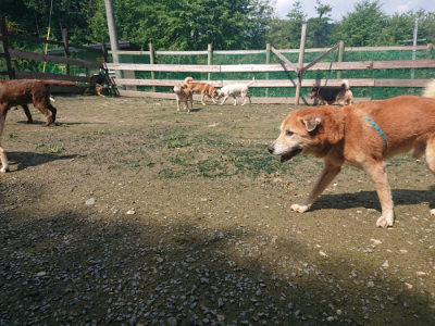 f:id:roukenhome-ann:20190724131654j:plain f:id:roukenhome-ann:20190724131654j:plain