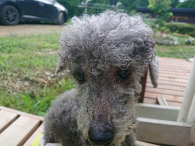 f:id:roukenhome-ann:20190724145549j:plain f:id:roukenhome-ann:20190724145549j:plain