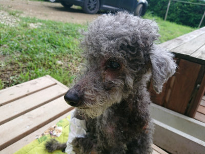 f:id:roukenhome-ann:20190724145554j:plain f:id:roukenhome-ann:20190724145554j:plain