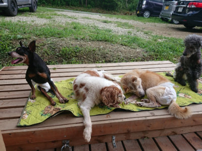 f:id:roukenhome-ann:20190724145629j:plain f:id:roukenhome-ann:20190724145629j:plain