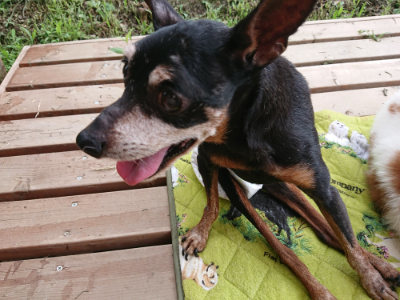 f:id:roukenhome-ann:20190724145705j:plain f:id:roukenhome-ann:20190724145705j:plain