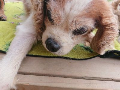 f:id:roukenhome-ann:20190724145733j:plain f:id:roukenhome-ann:20190724145733j:plain