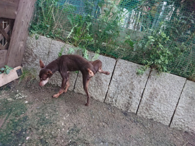 f:id:roukenhome-ann:20190724190021j:plain f:id:roukenhome-ann:20190724190021j:plain