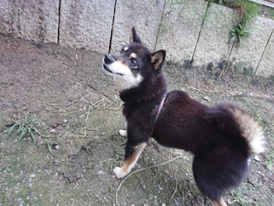 f:id:roukenhome-ann:20190724190027j:plain f:id:roukenhome-ann:20190724190027j:plain