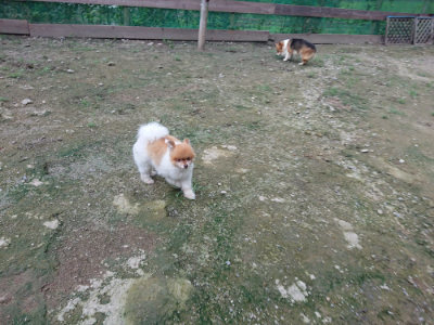 f:id:roukenhome-ann:20190724190128j:plain f:id:roukenhome-ann:20190724190128j:plain