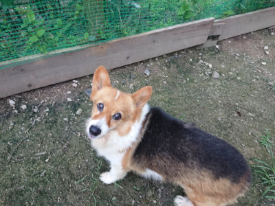 f:id:roukenhome-ann:20190724190216j:plain f:id:roukenhome-ann:20190724190216j:plain