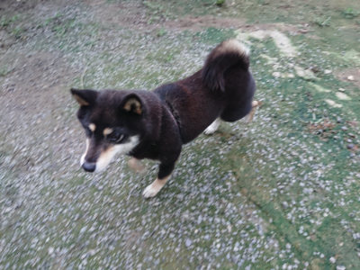 f:id:roukenhome-ann:20190724190221j:plain f:id:roukenhome-ann:20190724190221j:plain