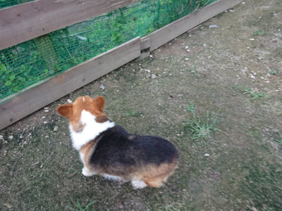 f:id:roukenhome-ann:20190724190225j:plain f:id:roukenhome-ann:20190724190225j:plain