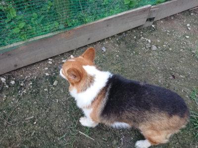 f:id:roukenhome-ann:20190724190231j:plain f:id:roukenhome-ann:20190724190231j:plain
