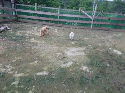 f:id:roukenhome-ann:20190724190259j:plain f:id:roukenhome-ann:20190724190259j:plain