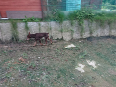 f:id:roukenhome-ann:20190724190310j:plain f:id:roukenhome-ann:20190724190310j:plain