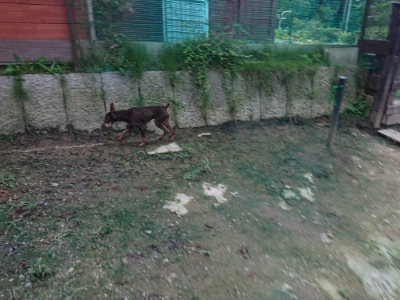 f:id:roukenhome-ann:20190724190318j:plain f:id:roukenhome-ann:20190724190318j:plain