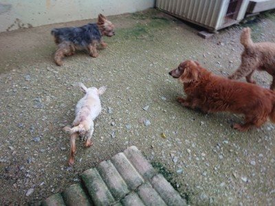 f:id:roukenhome-ann:20190724190336j:plain f:id:roukenhome-ann:20190724190336j:plain