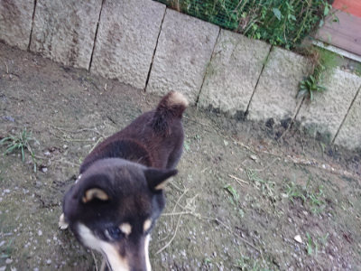 f:id:roukenhome-ann:20190724190420j:plain f:id:roukenhome-ann:20190724190420j:plain