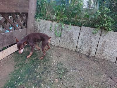 f:id:roukenhome-ann:20190724190441j:plain f:id:roukenhome-ann:20190724190441j:plain