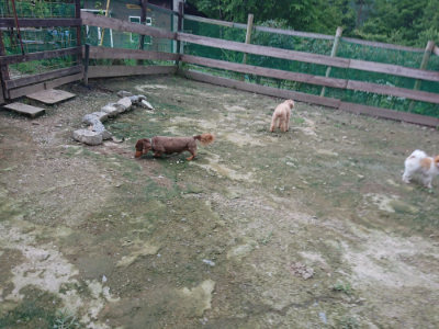 f:id:roukenhome-ann:20190724190453j:plain f:id:roukenhome-ann:20190724190453j:plain