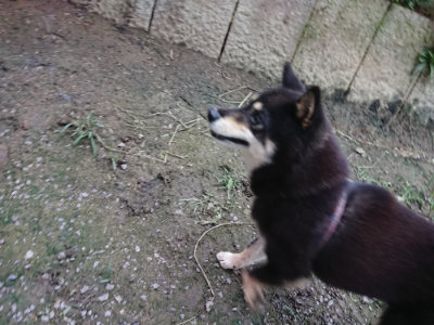 f:id:roukenhome-ann:20190724190517j:plain f:id:roukenhome-ann:20190724190517j:plain