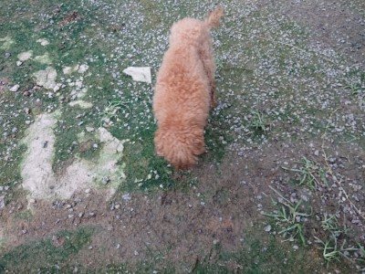 f:id:roukenhome-ann:20190724190705j:plain f:id:roukenhome-ann:20190724190705j:plain