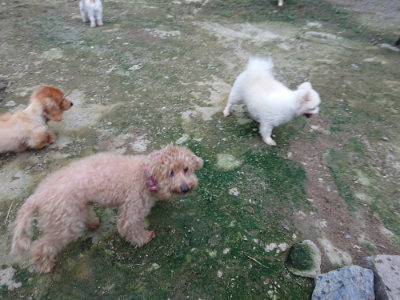 f:id:roukenhome-ann:20190724190816j:plain f:id:roukenhome-ann:20190724190816j:plain