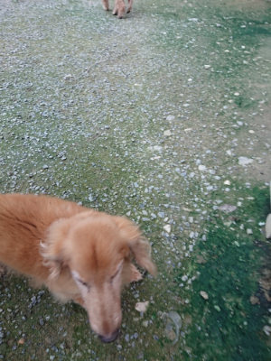 f:id:roukenhome-ann:20190724191037j:plain f:id:roukenhome-ann:20190724191037j:plain