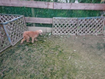 f:id:roukenhome-ann:20190724191059j:plain f:id:roukenhome-ann:20190724191059j:plain