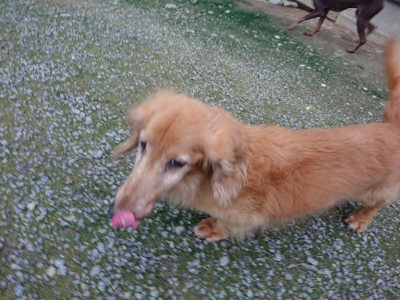 f:id:roukenhome-ann:20190724191109j:plain f:id:roukenhome-ann:20190724191109j:plain