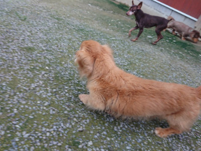 f:id:roukenhome-ann:20190724191648j:plain f:id:roukenhome-ann:20190724191648j:plain