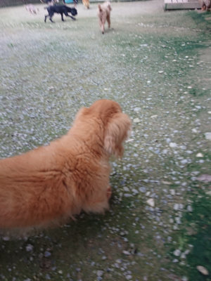 f:id:roukenhome-ann:20190724191745j:plain f:id:roukenhome-ann:20190724191745j:plain