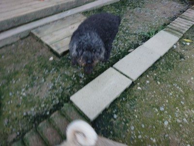 f:id:roukenhome-ann:20190724191748j:plain f:id:roukenhome-ann:20190724191748j:plain