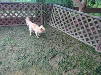 f:id:roukenhome-ann:20190724191802j:plain f:id:roukenhome-ann:20190724191802j:plain