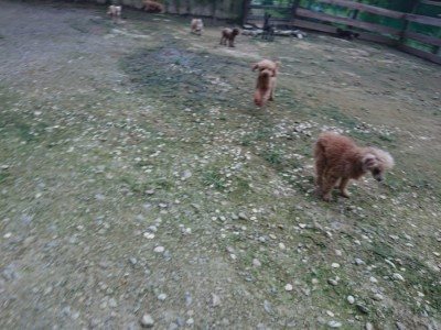 f:id:roukenhome-ann:20190724192045j:plain f:id:roukenhome-ann:20190724192045j:plain