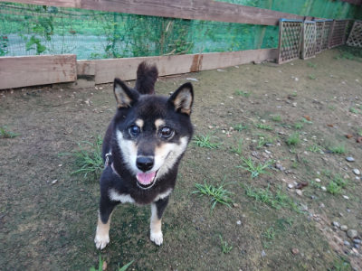 f:id:roukenhome-ann:20190726140136j:plain