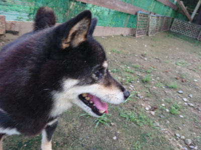 f:id:roukenhome-ann:20190726140141j:plain