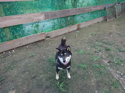 f:id:roukenhome-ann:20190726140203j:plain