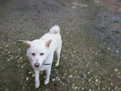 f:id:roukenhome-ann:20190726140236j:plain