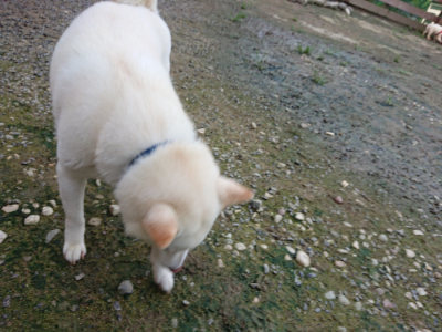 f:id:roukenhome-ann:20190726140248j:plain