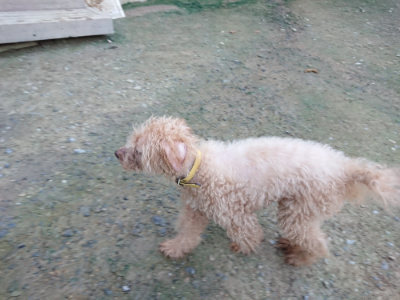 f:id:roukenhome-ann:20190726140353j:plain
