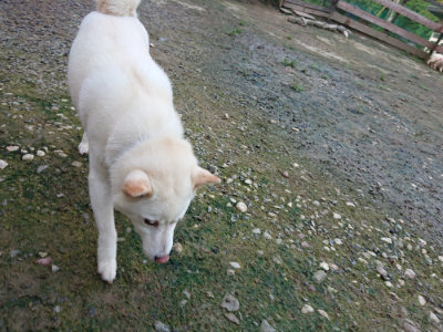 f:id:roukenhome-ann:20190726140441j:plain