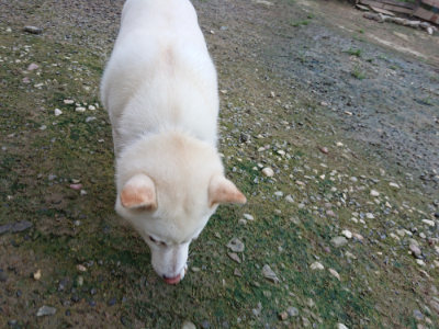 f:id:roukenhome-ann:20190726140447j:plain
